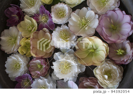 水面に浮かぶ満開のフラワー 94392054