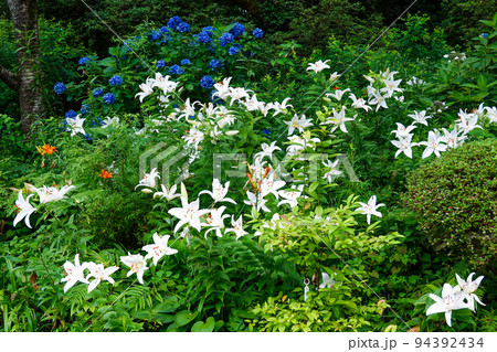 はにわ園に咲いた山百合(宮崎県立平和台公園) はにわ園に咲いた山百合(宮崎県立平和台公園) 94392434