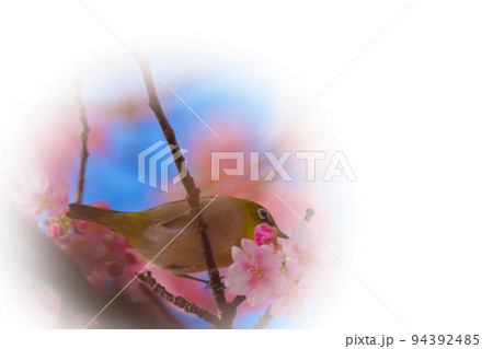 河津桜とメジロ｟春のイメージ｠ 94392485