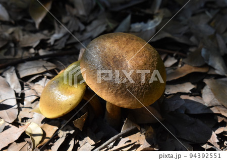 山田池公園 94392551