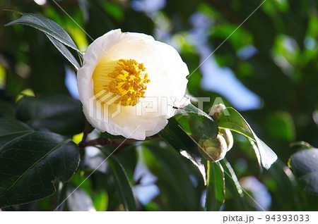 白椿 94393033