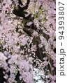 春爛漫のシダレザクラ 94393807