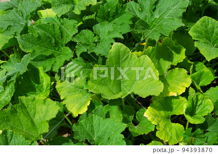 Orange pumpkins growing in the garden. Growing pumpkins in the garden in the garden. 94393870