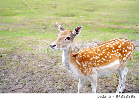 Spotted deer on green field. The chital or cheetal, also known as spotted deer or axis deer. Spotted deer on green field. The chital or cheetal, also known as spotted deer or axis deer. 94393898