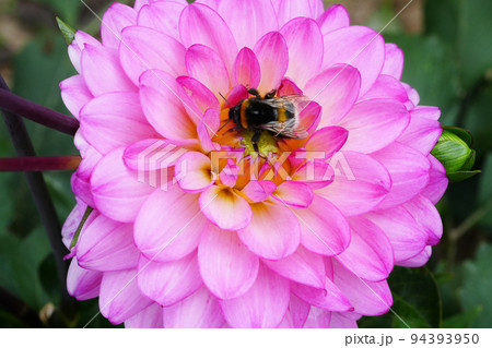 bumblebee in dahlia flower. Beautiful chrysanthemum close-up, rhythm and texture of delicate petals 94393950