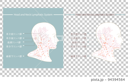 淋巴、淋巴管、淋巴結 94394564