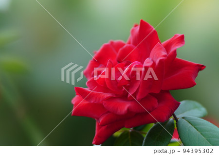 深紅のバラ1本 深紅のバラ1本 94395302