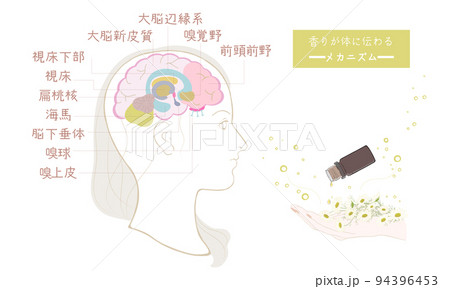 香りが体に伝わるメカニズム・嗅覚の伝導路_02 94396453