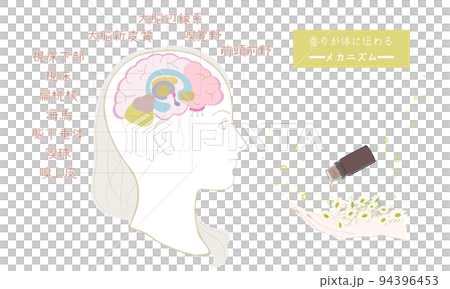 香りが体に伝わるメカニズム・嗅覚の伝導路_02 94396453