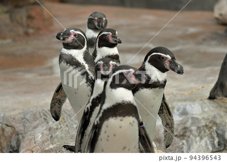 東武動物公園のフンボルトペンギン 94396543