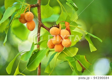 オレンジ色のイチョウの実(秋、九月) オレンジ色のイチョウの実(秋、九月) 94396684