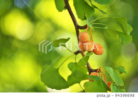 オレンジ色のイチョウの実(秋、九月) オレンジ色のイチョウの実(秋、九月) 94396698