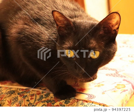 狙いを定める黒猫 狙いを定める黒猫 94397225