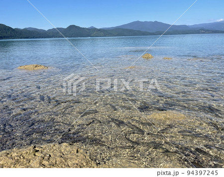 餌を食べにくる田沢湖のウグイ 餌を食べにくる田沢湖のウグイ 94397245