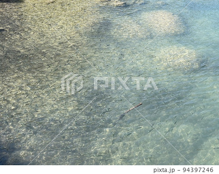 餌を食べにくる田沢湖のウグイ 餌を食べにくる田沢湖のウグイ 94397246