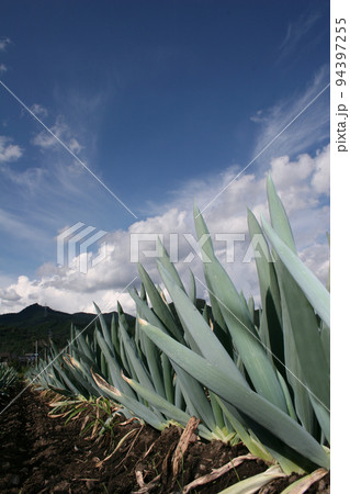 下仁田ネギは綺麗に耕された畑で丹念に育てられる。下仁田でもこの一画が最高級 94397255