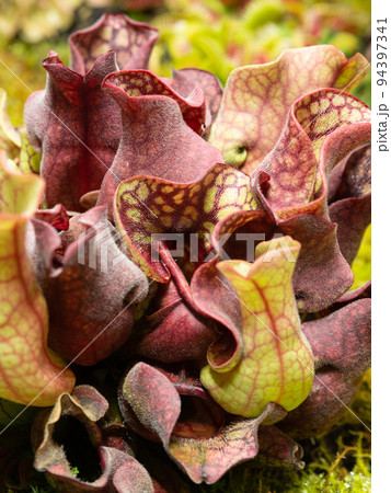 Colorful carnivorous plant Sarracenia rosea close up Colorful carnivorous plant Sarracenia rosea close up 94397341