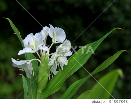 ジンジャーリリーの花 ジンジャーリリーの花 94397348