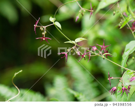 コバノカモメヅル開花 コバノカモメヅル開花 94398556