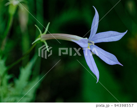 園芸植物　キキョウ科イソトマの清楚な花 94398557