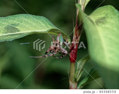 クモ目コガネグモ科ワキグロサツマノミダマシ 94398559