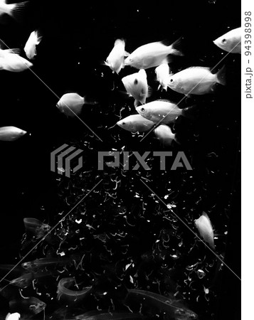 Artisticモノクロ熱帯魚 Artisticモノクロ熱帯魚 94398998