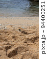 砂浜のアゲハ蝶 94400251