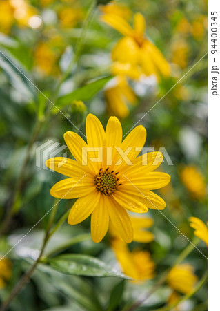 菊芋の花 94400345