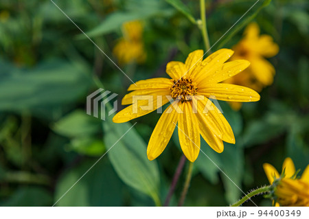 菊芋の花 94400349