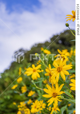 菊芋の花 94400354