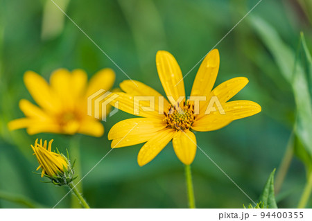 菊芋の花 菊芋の花 94400355