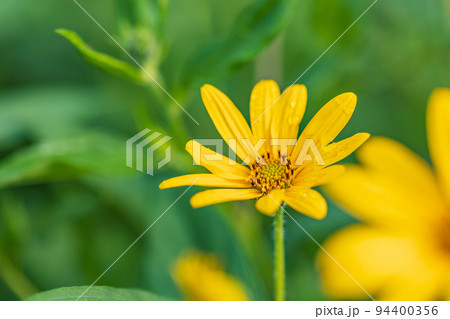菊芋の花 94400356