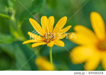 菊芋の花 菊芋の花 94400358