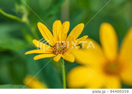 菊芋の花 菊芋の花 94400359