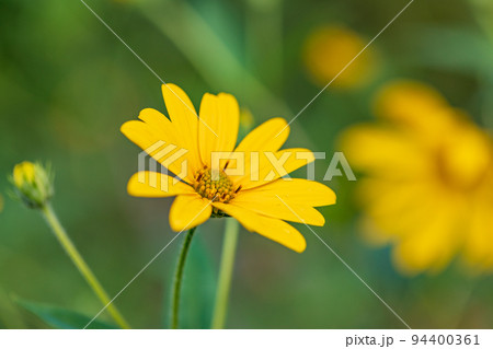 菊芋の花 94400361
