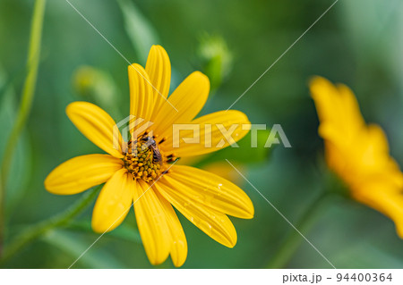 菊芋の花 94400364