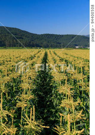トウモロコシ畑のイメージ 94400508