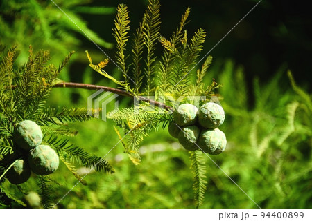 ラクウショウの実 ラクウショウの実 94400899