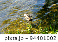 Wild duck 94401002