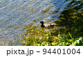 Wild duck 94401004