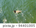 Wild duck 94401005