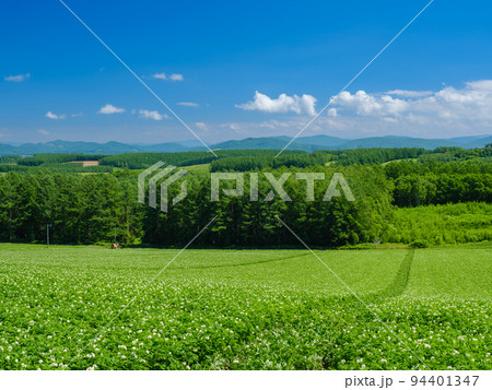 北海道美瑛_丘とジャガイモの花の風景 94401347
