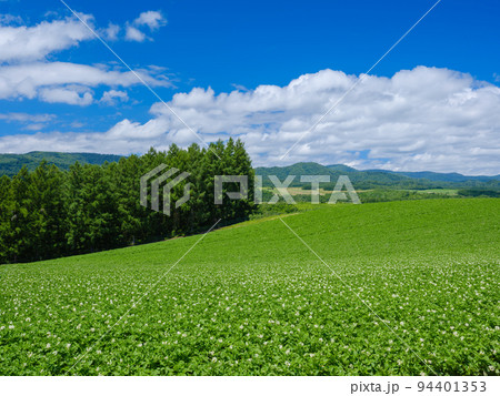 北海道美瑛_丘とジャガイモの花の風景 94401353