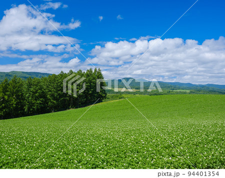 北海道美瑛_丘とジャガイモの花の風景 94401354