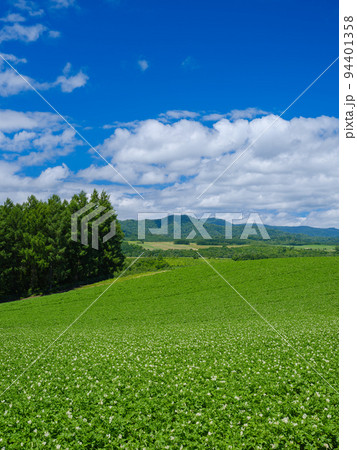 北海道美瑛_丘とジャガイモの花の風景 北海道美瑛_丘とジャガイモの花の風景 94401358