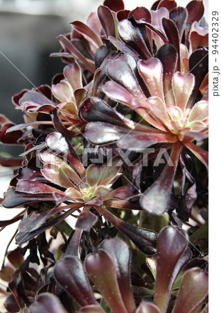 アエオニウム 94402329