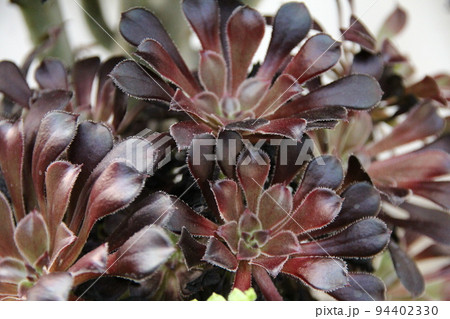 アエオニウム アエオニウム 94402330