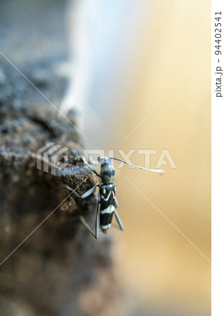 ハチに似たカミキリであるトラカミキリ・ホソトラカミキリ ハチに似たカミキリであるトラカミキリ・ホソトラカミキリ 94402541