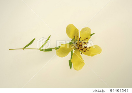 花弁が捩じれていることからトモエソウ・巴草と呼ばれる 94402545