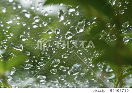 クモの巣に付いた大量の水滴 94402710
